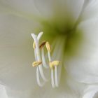 Amaryllisblüte, Staubgefäße