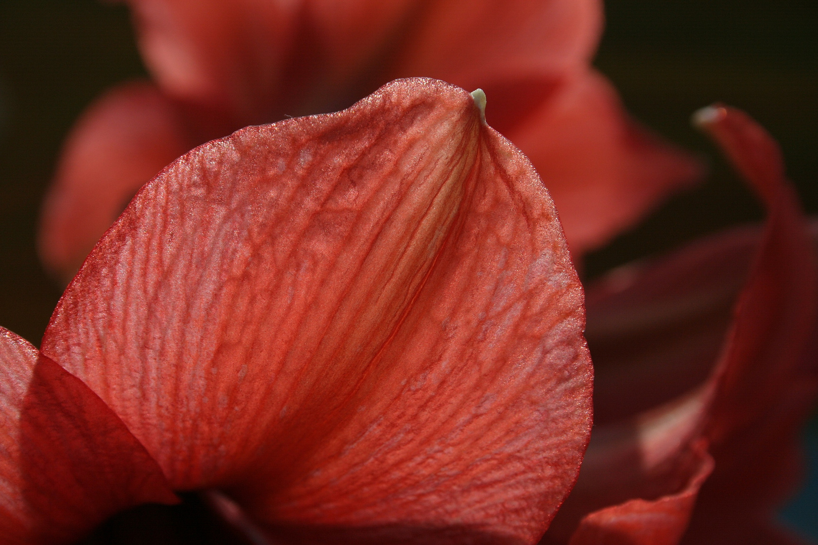 amaryllisblüte, von der sonne durchleuchtet