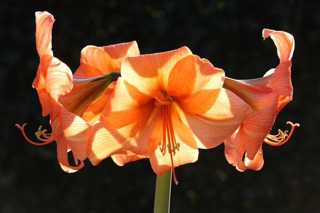 Amaryllisblüten in der Abendsonne