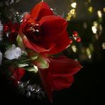 Amaryllisblüten mit Herzchen