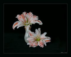 Amaryllisblüten mit Vase 