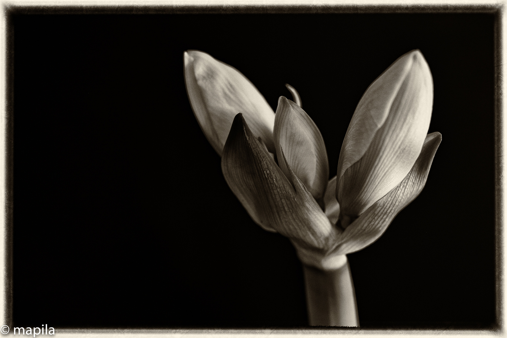 Amaryllis...but life goes on