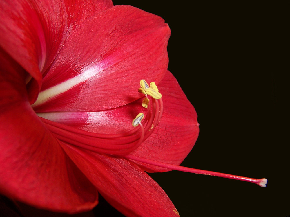 Amaryllis_DETAIL