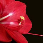 Amaryllis_DETAIL