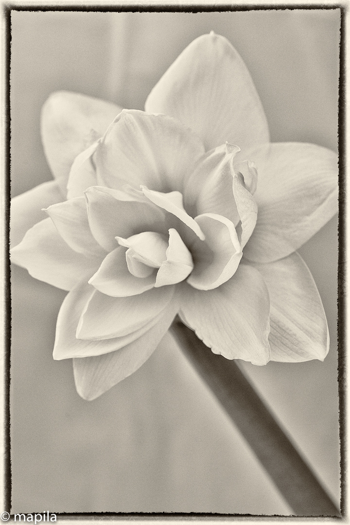 Amaryllis...full life