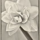 Amaryllis...full life