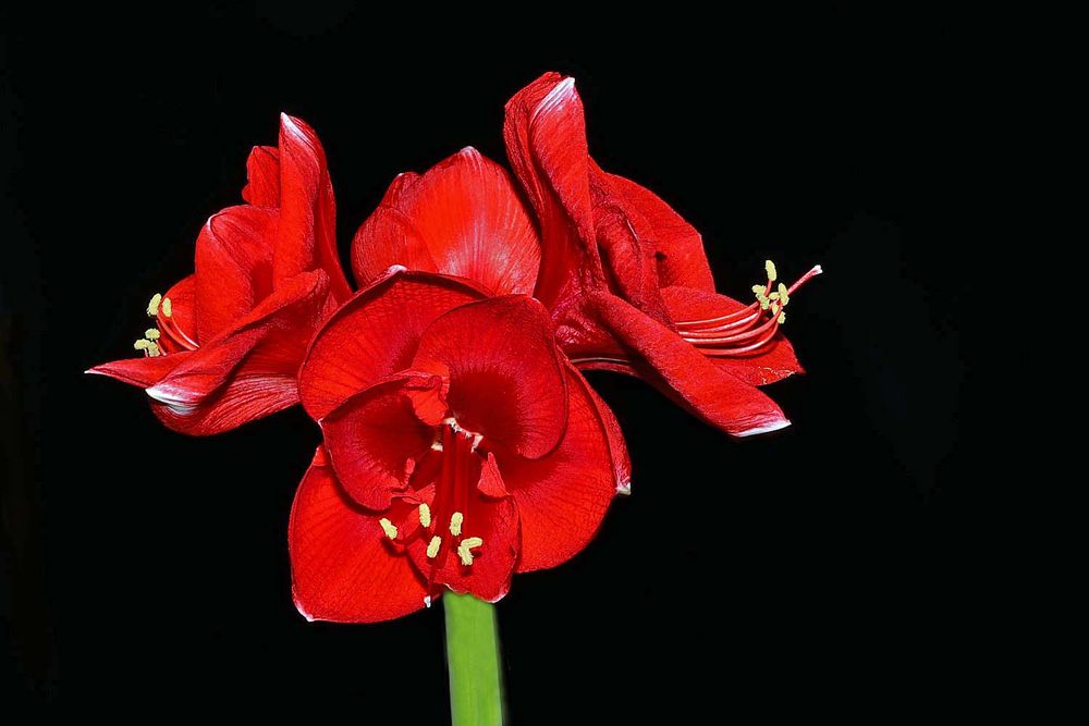 Amaryllisgewächs Foto & Bild rot, natur, nahaufnahme Bilder auf