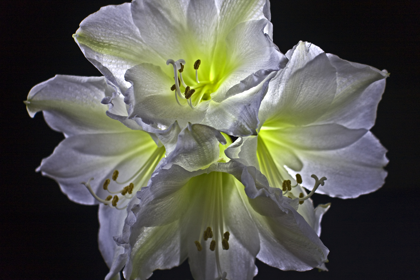 Amaryllis_No1