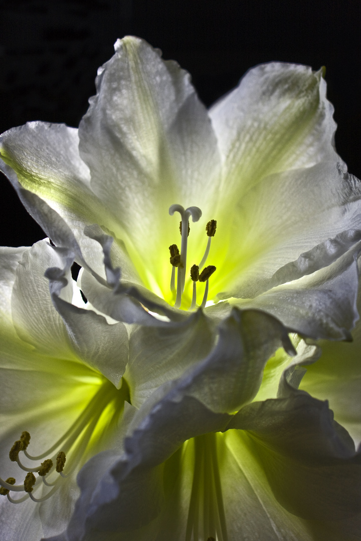 Amaryllis_No2