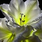 Amaryllis_No2