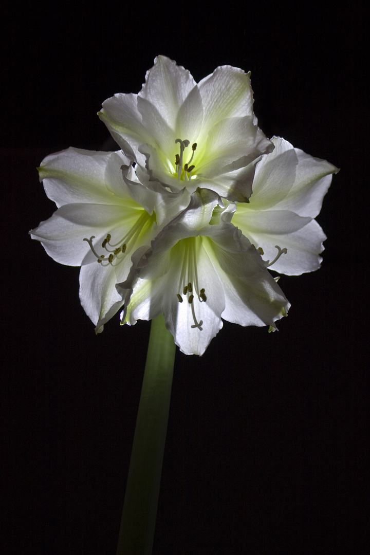 Amaryllis_No3