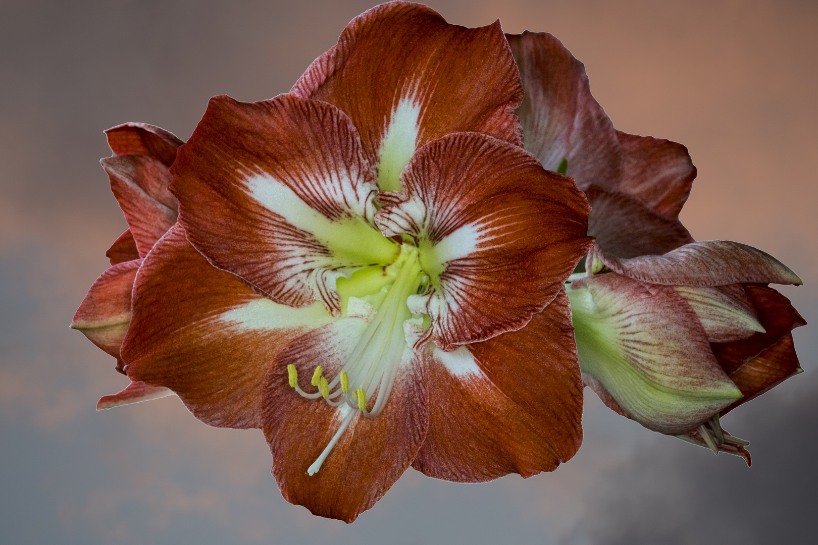 Amaryllis,Stack