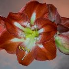 Amaryllis,Stack