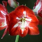 Amaryllis_Stacking_8