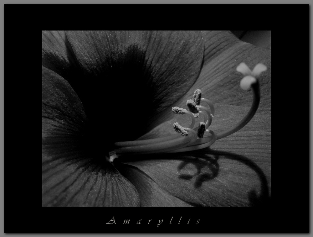 Amaryllis_sw