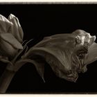 Amaryllis...the end