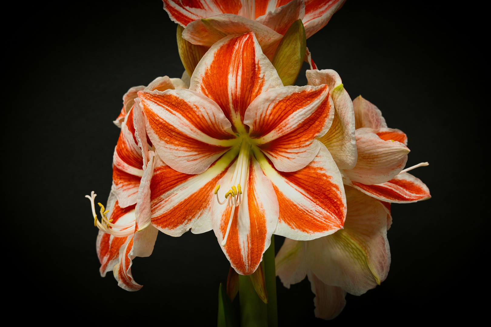 Amaryllis_Vignettierung