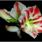 Amaryllus_Amaryllis Hippeastrum