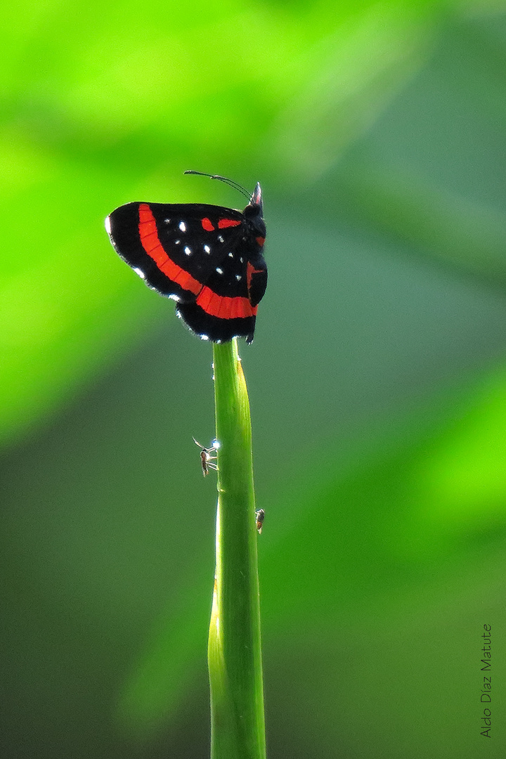 Amarynthis meneria