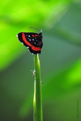 Amarynthis meneria