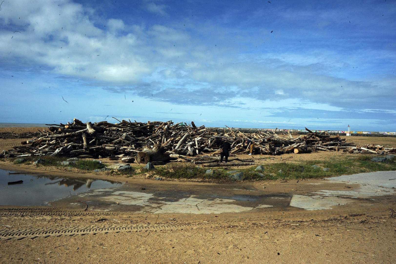 amat de bois sur la plage a anglet