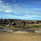 amat de bois sur la plage a anglet