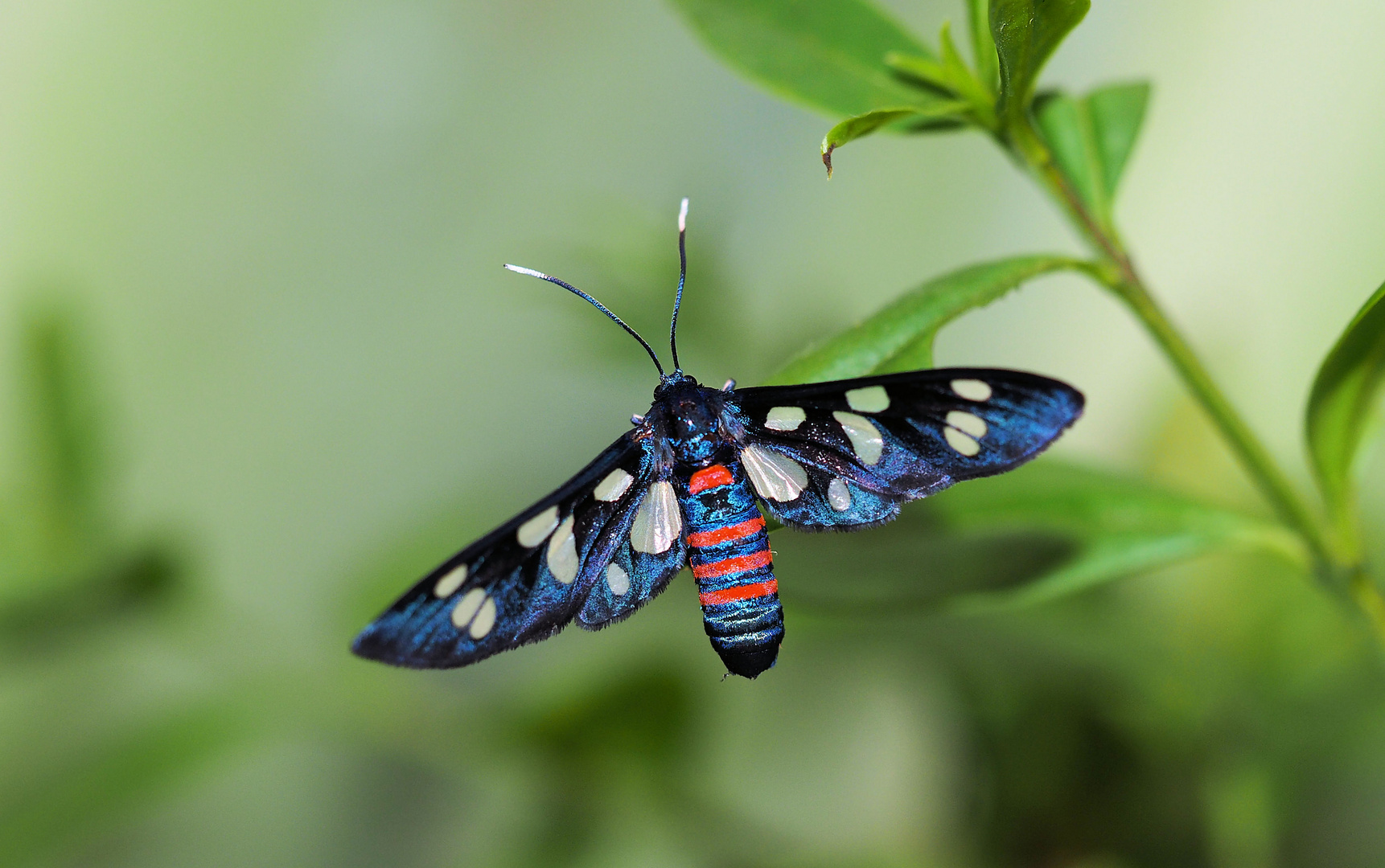 Amata mogadorensis