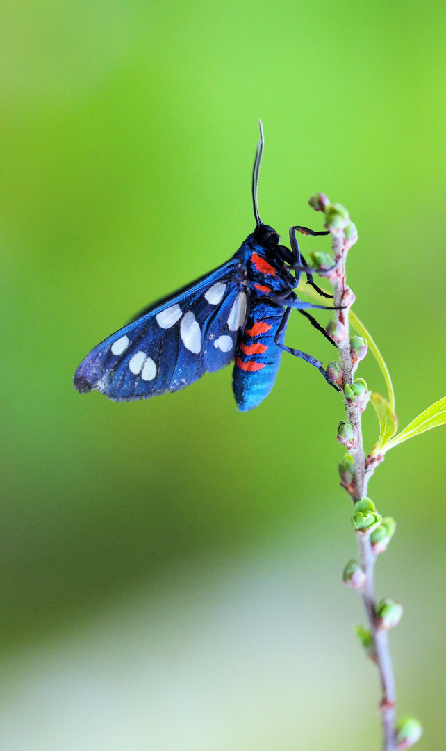 Amata mogadorensis zum Blue Monday...