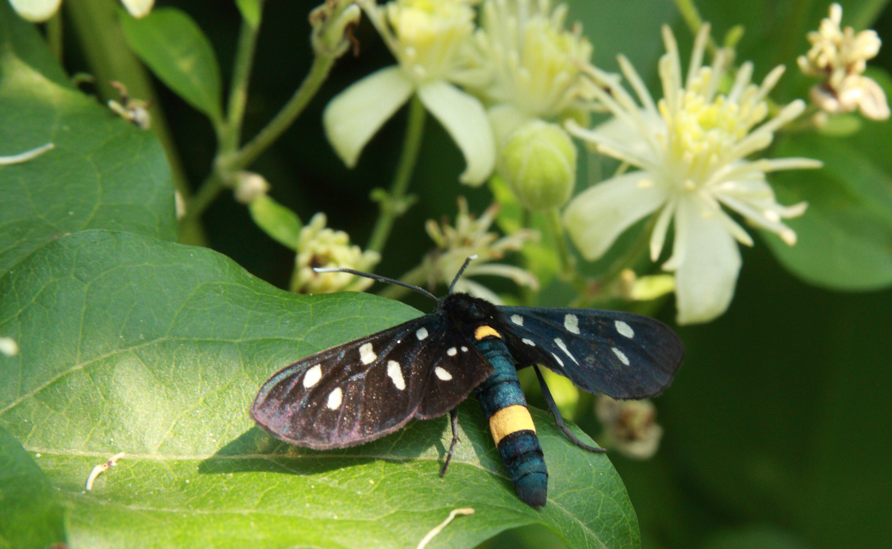 Amata phegea