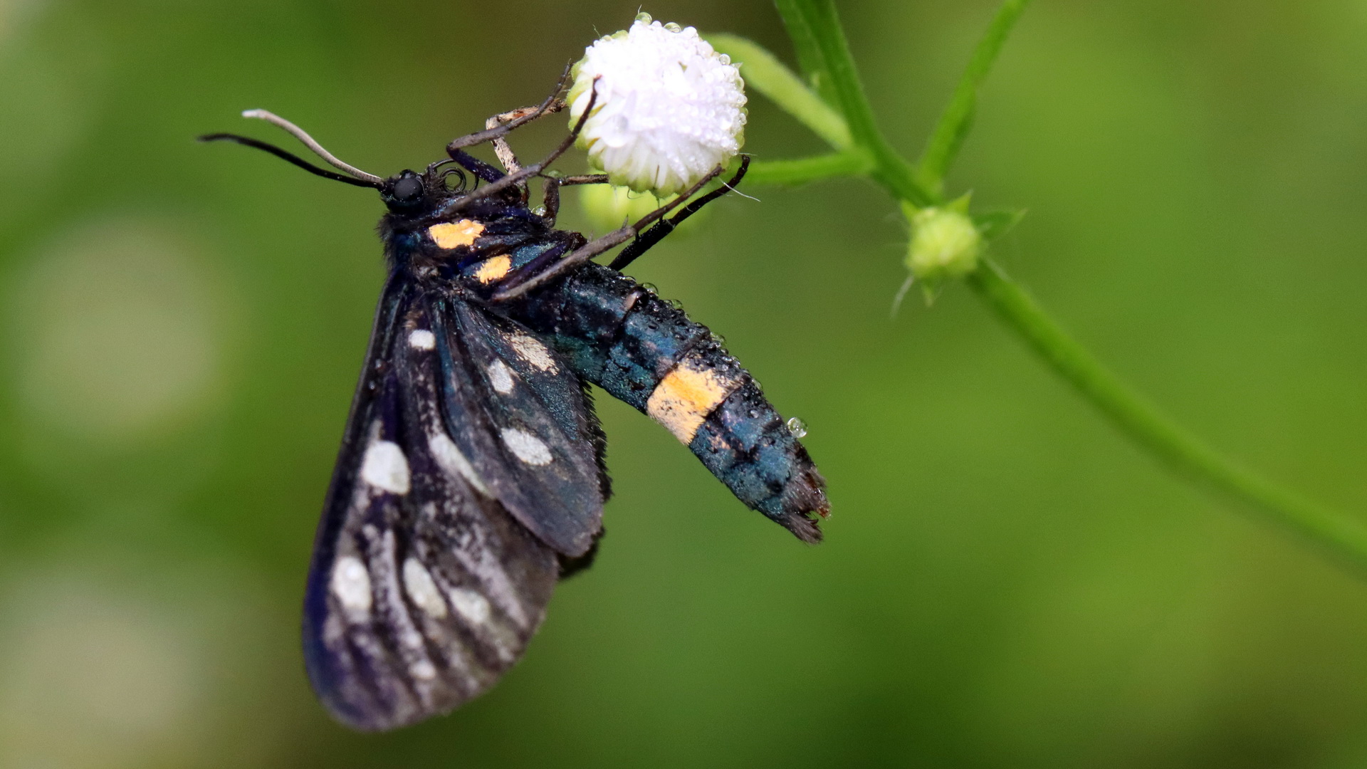 Amata phegea