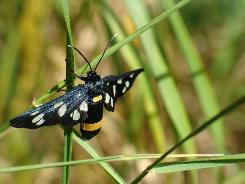 Amata phegea