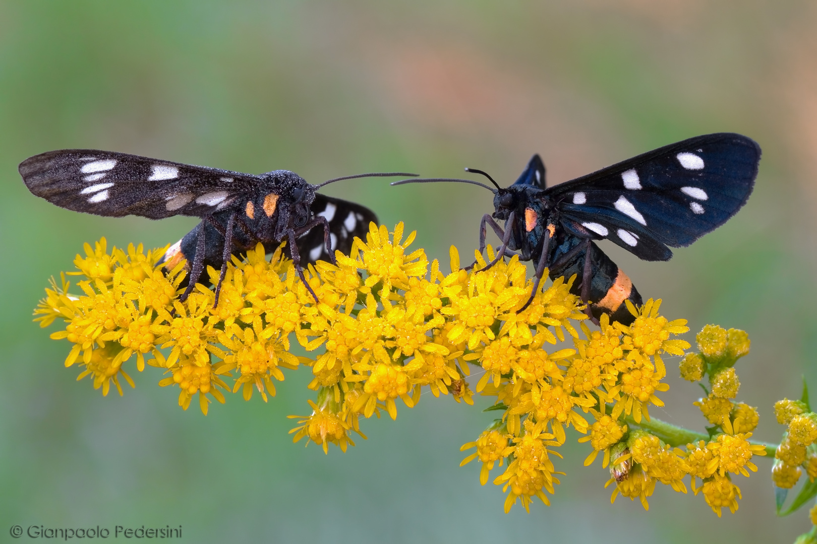 Amata Sp. Foto Immagini lepidotteri, macro, natura Foto su