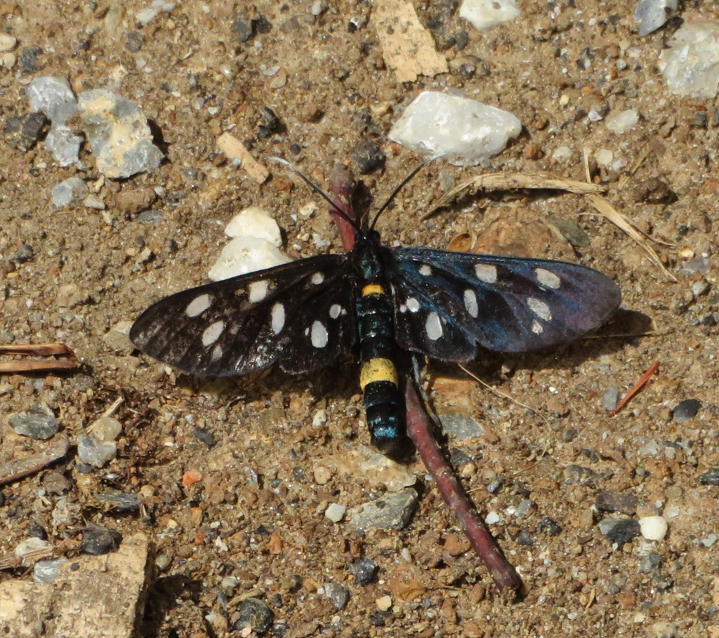  Amata (Syntomis) phegea- Weißfleckwidderchen