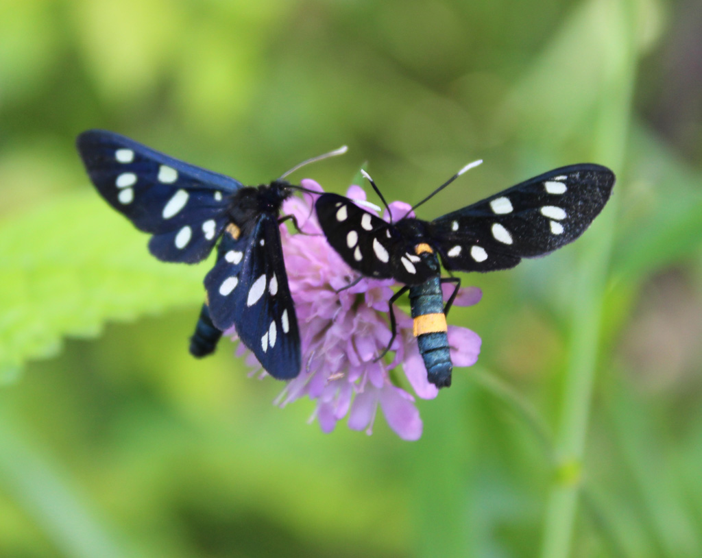 Amata (Syntomis) phegea- Weissfleckwidderchen  