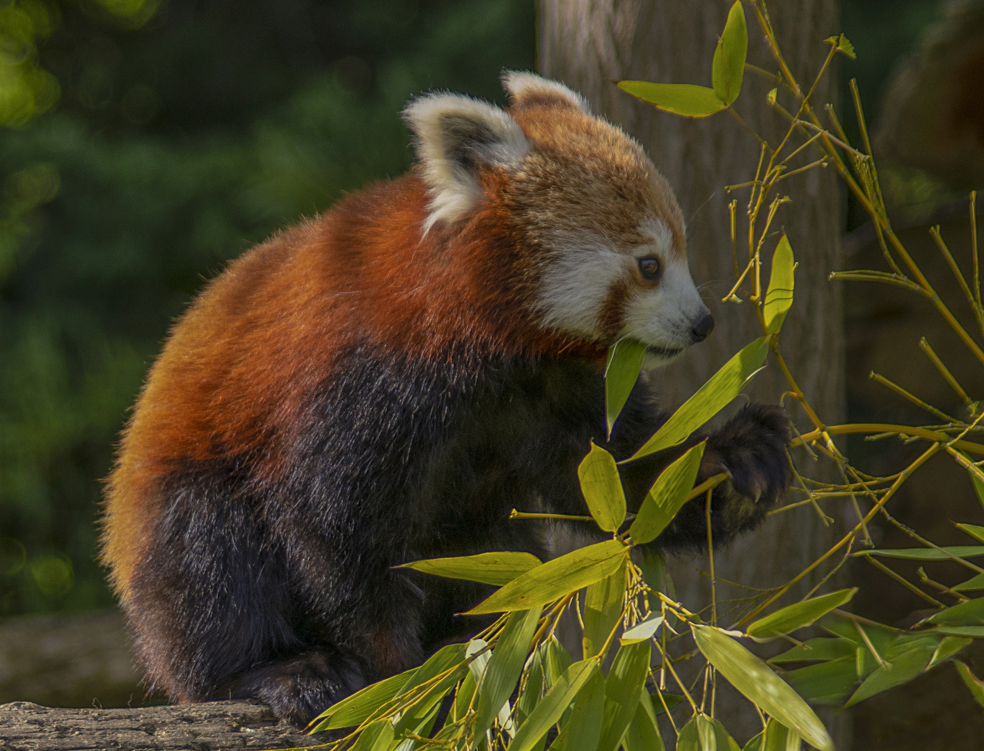 Amateur de bambous (Ailurus fulgens, petit panda roux)