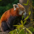 Amateur de bambous (Ailurus fulgens, petit panda roux)