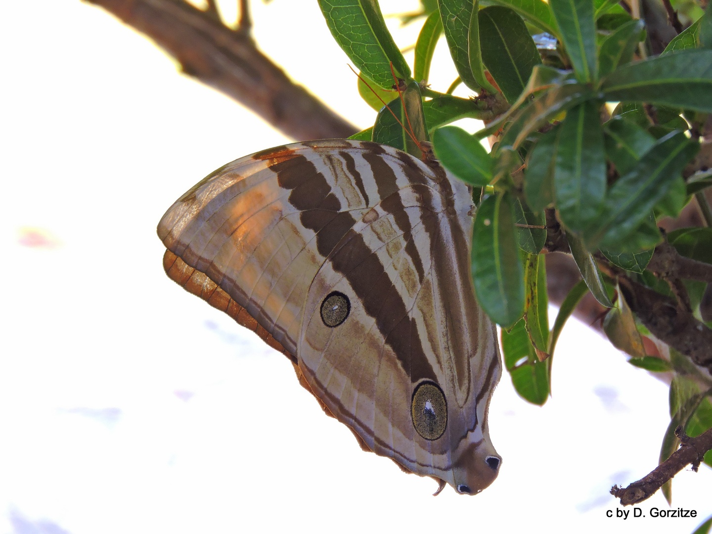 Amathusia ochraceofusca !