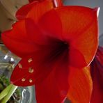  Amayllis/Rittersporn
