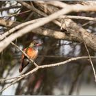 Amazilia-Kolibris