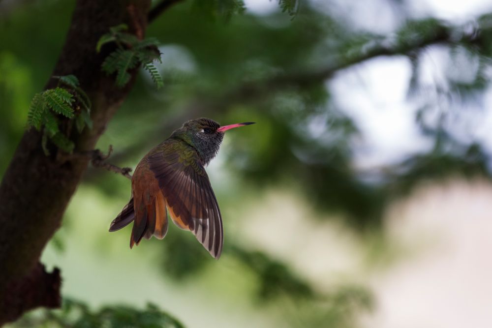 Amazilia Kolibris