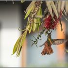 Amazilia-Kolibris