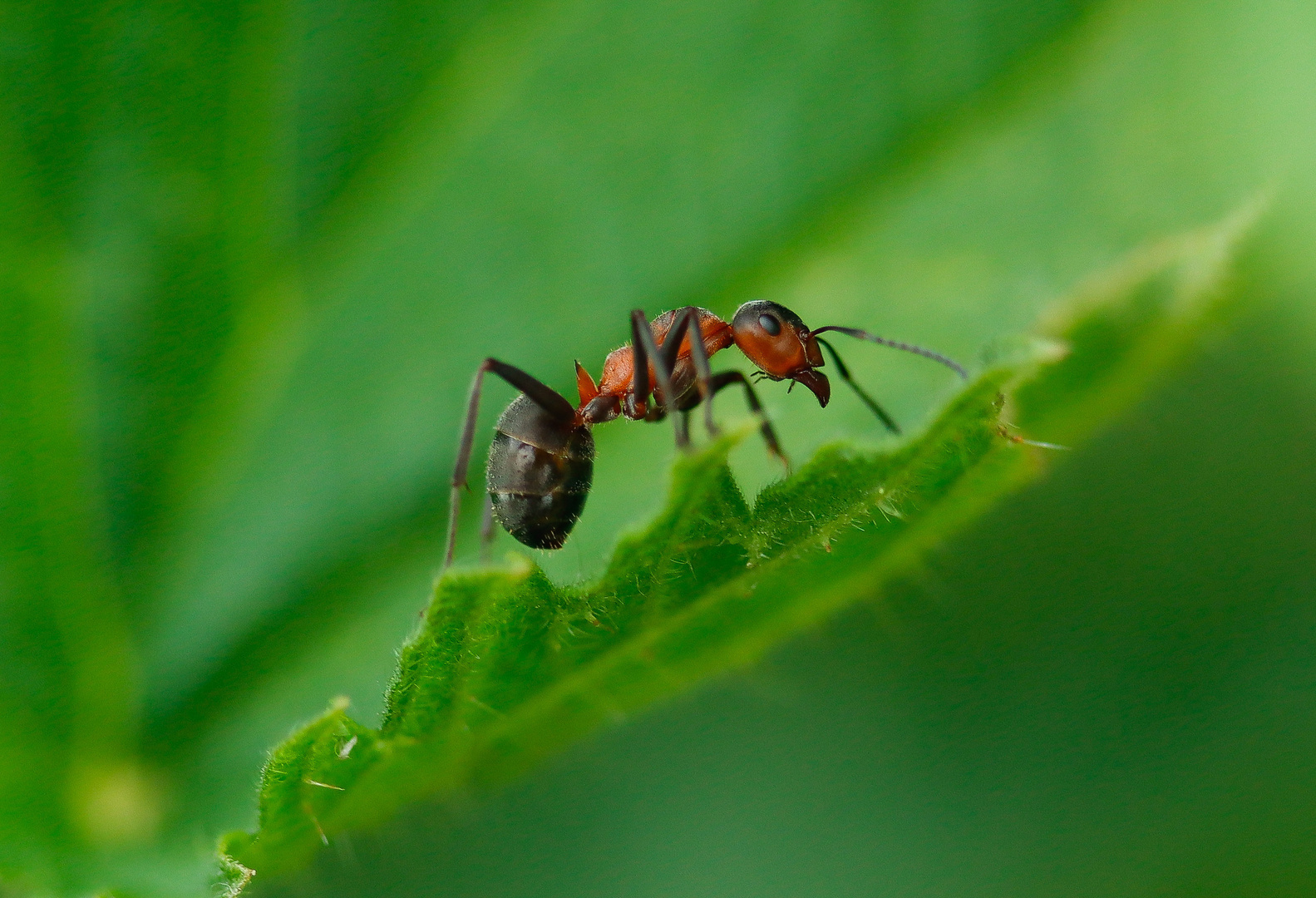                           - amazing ant-  