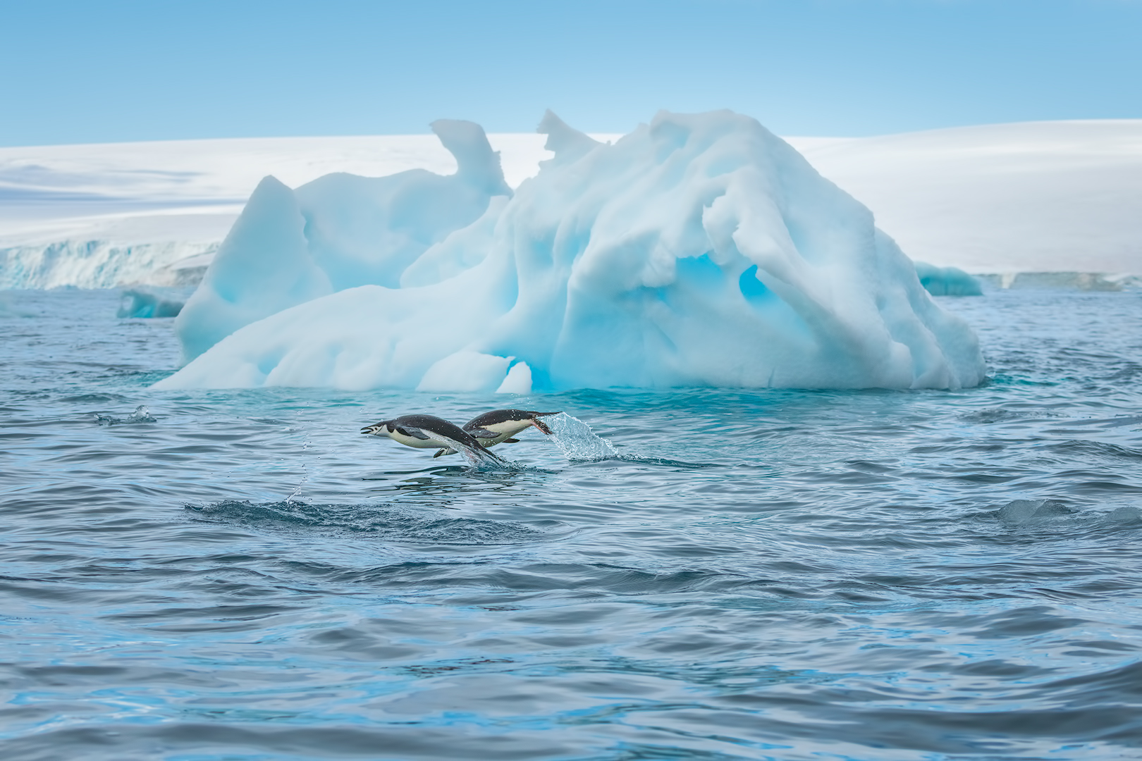 [ ... amazing Antarctica ]