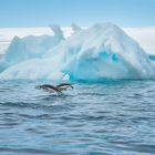 [ ... amazing Antarctica ]