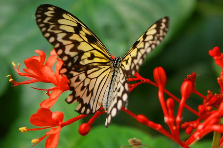 Amazing Butterfly