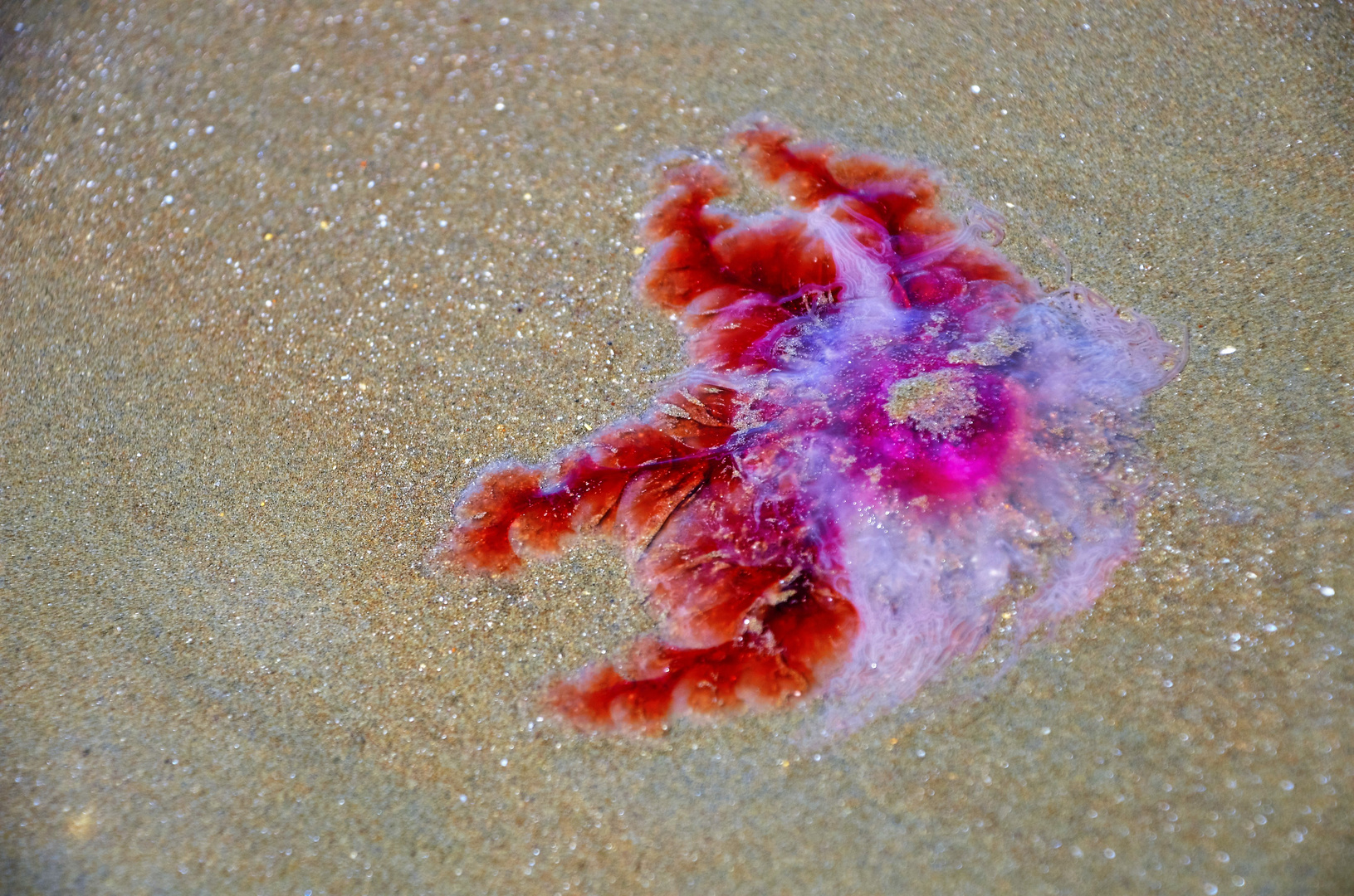 Amazing Jellyfish