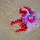 Amazing Jellyfish