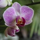 Amazing Orchid