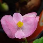 Amazing pink blossom