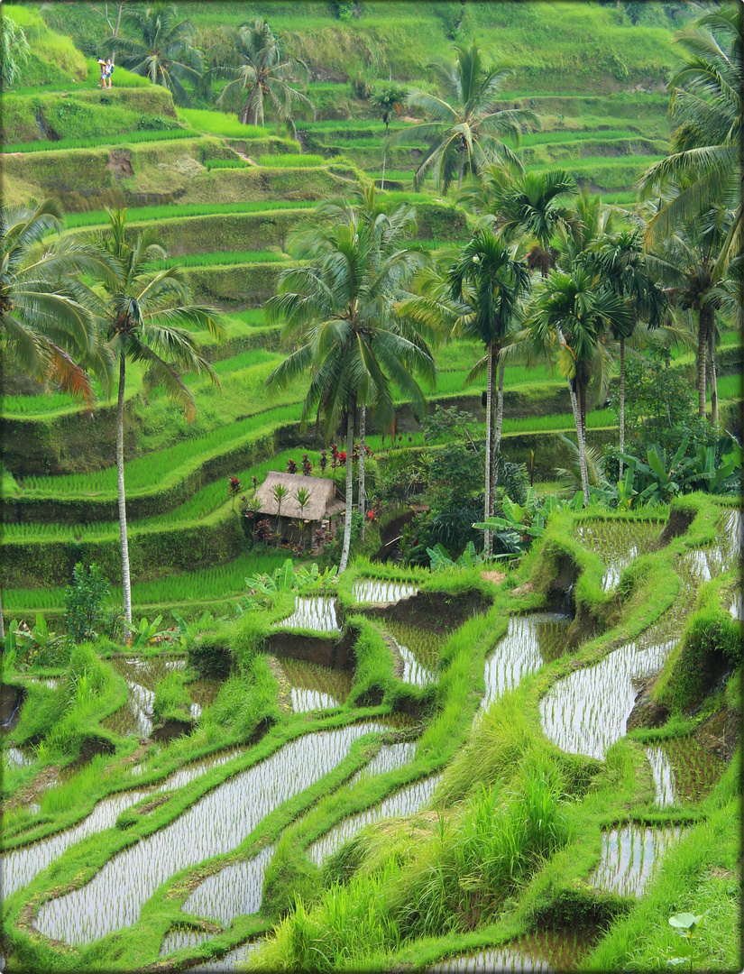 Amazing Rice Field